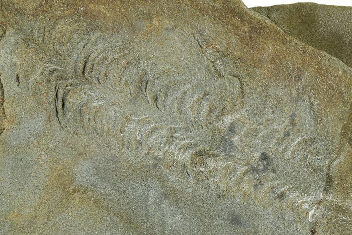 Cruziana (Fossil Trilobite Trackway) Plate - Indiana #325684